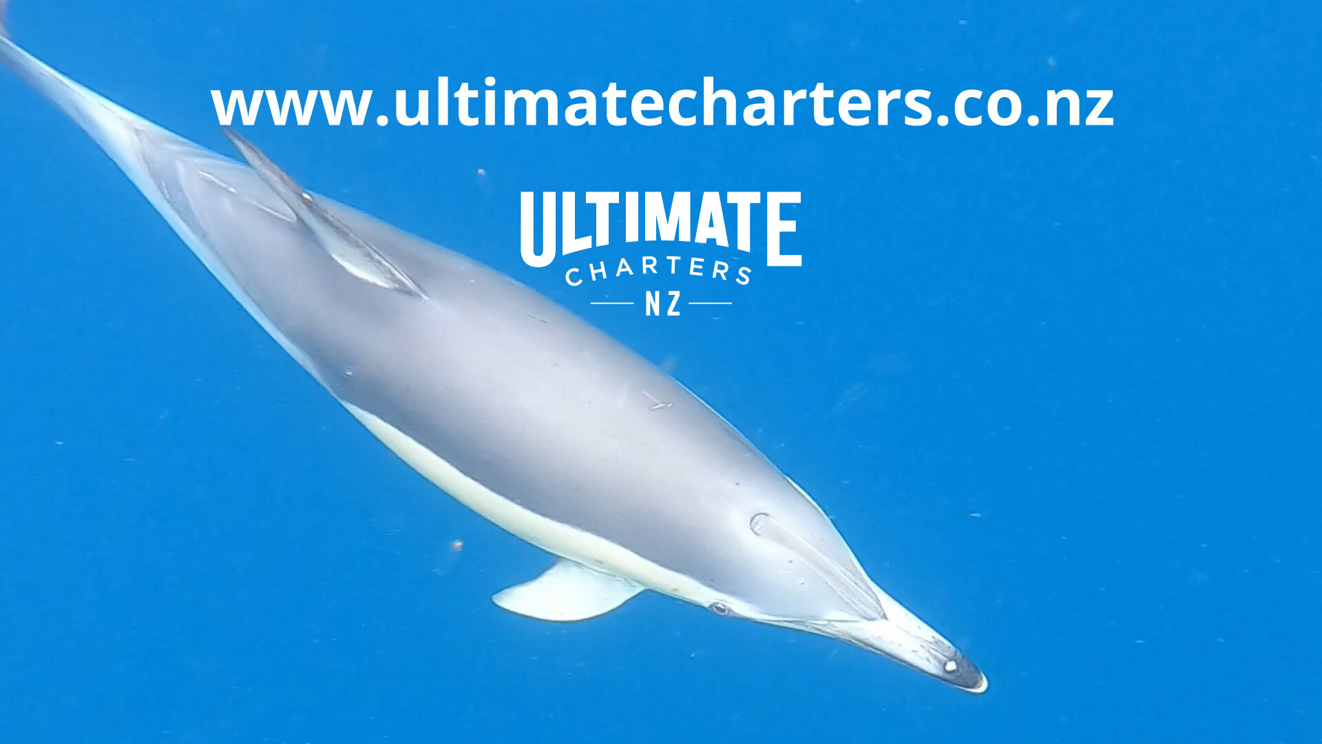 Dolphins swimming alongside the boat in the Hauraki Gulf